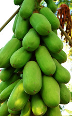 Bunch of papayas hanging from the tree