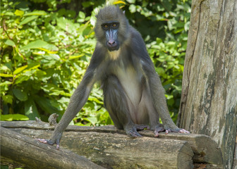 Mandrill