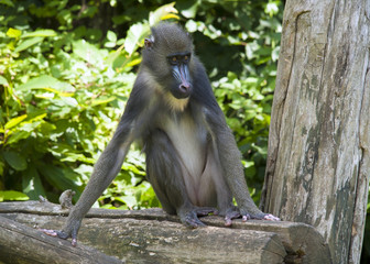 Mandrill