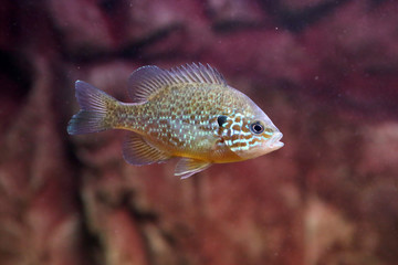 A pumpkinseed sunfish or common sunfish