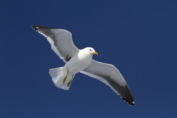 Dominican gull soars in the winter sky in Antarctica