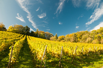 Weingut an der hessischen Bergstrasse