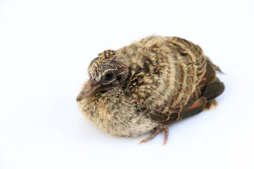 Obraz premium Young bird on white background