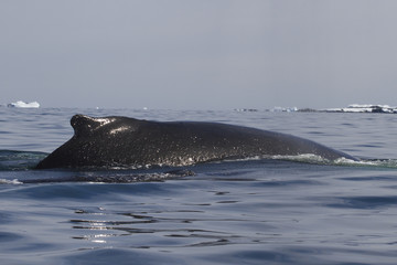 Fototapeta premium humpback whale back in the summer Antarctic waters