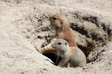 prairie dogs watching from hole