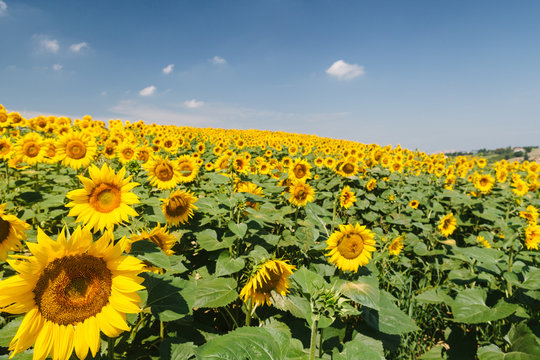 Landscape - Yellow sunflowers on field and the blue sky