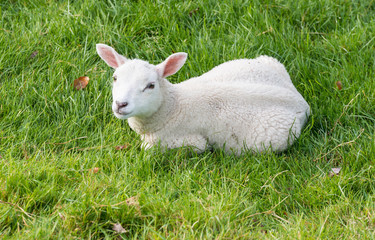 Naklejka na ściany i meble Lamb lies in the grass