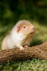 cobaye aux yeux rouges dans un jardin