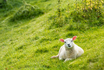 Obraz premium Curiously looking lamb