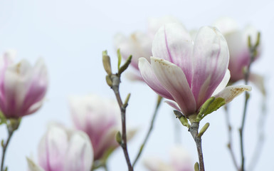 Fototapeta na wymiar Fiori di magnolia