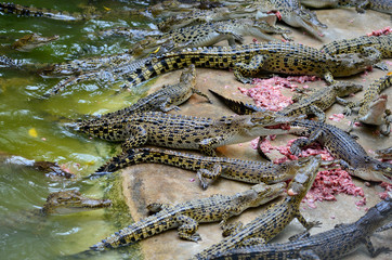 young crocodile