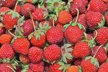 Berries of strawberry 23