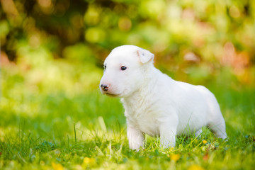 white bull terrier puppy standing outside