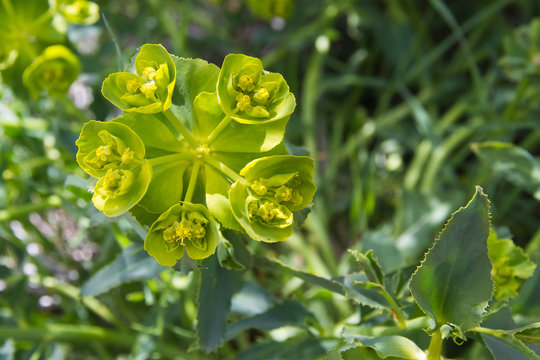 Planta Euphorbia Serrata