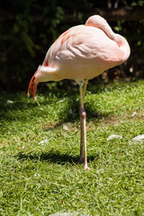 Flamant rose