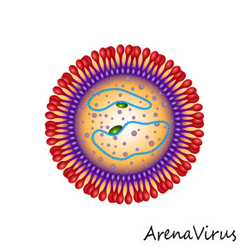 Arena Virus particle structure