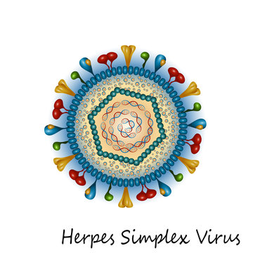 Herpes simplex virus particle structure