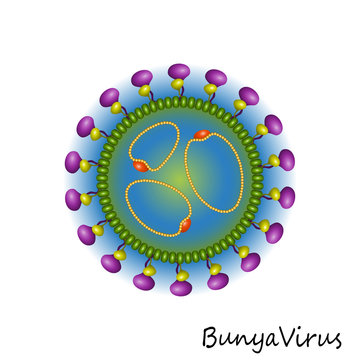 Bunya Virus particle structure