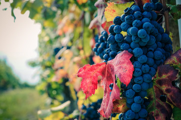 Grappolo di Nebbiolo da Barolo, pronto per la vendemmia
