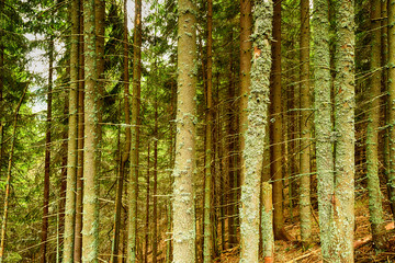 pine forest full of lichens sick