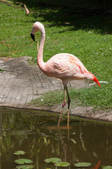 Flamant les pattes dans l'eau