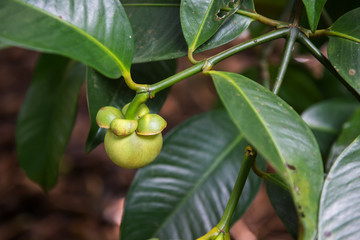 Obraz premium Unripe mangosteen on tree