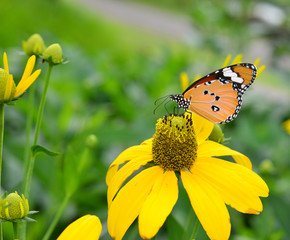 nature butterfly