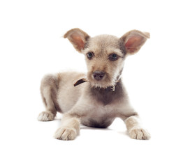 Obraz premium puppy lying