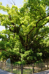 浜松八幡宮　雲立の楠