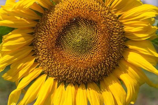 big bright yellow sunflower background