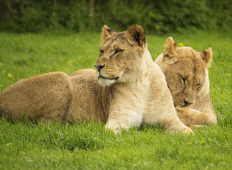 Female lions resting