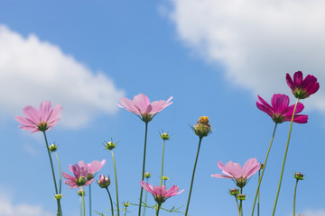bright pink flowers on blue sky