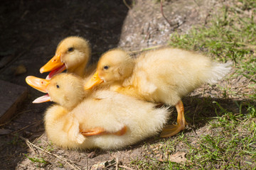 three yellow ducks