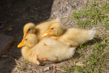 three small yellow ducks at farm