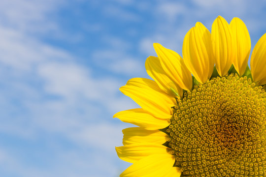 yellow sunflower on blue cloudy sky background