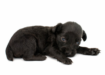 Obraz premium spaniel puppy
