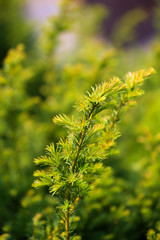 Beautiful spring leaves on tree, outdoors