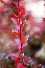 Leaves on bush in the garden