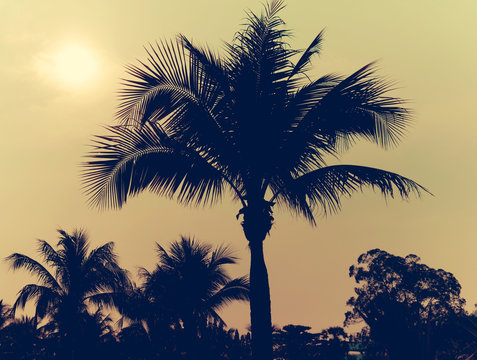 Palm trees vintage
