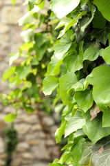 Green ivy, close up