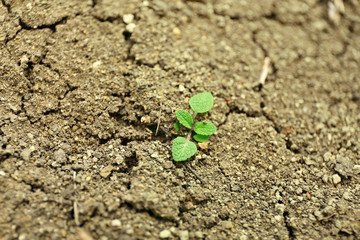 Green young plant on soil background