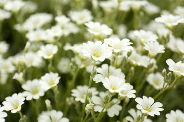 Beautiful spring flowers in garden