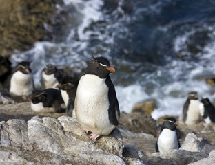 Naklejka premium Rockhopper Penguins on Pebble Island in The Falkland Islands