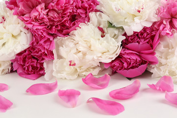 Beautiful pink peonies, isolated on white