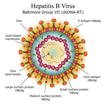 Diagram of Hepatitis B virus particle structure
