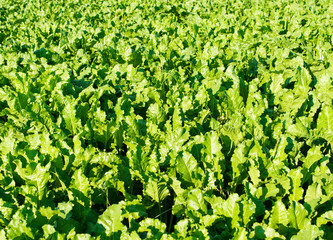 beet growing in the field