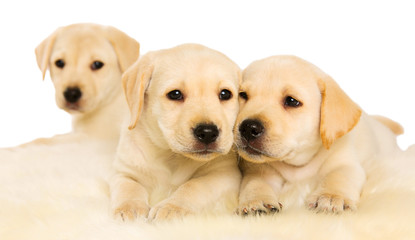 Two Labrador puppies