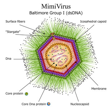 Diagram of Mimi virus particle structure