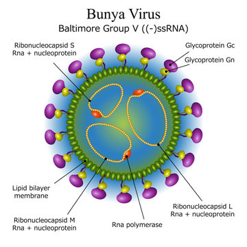 Diagram of Bunya virus particle structure