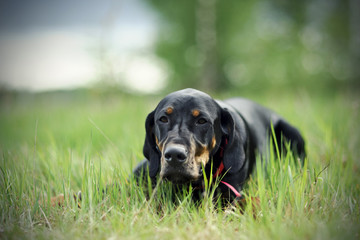 Black hunting dog lying on the grass